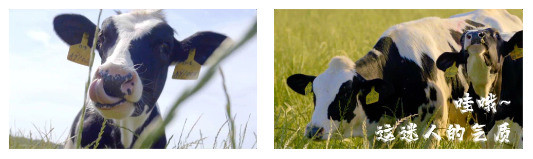 好博在线_好博在线(中国)丨每天一杯奶,幸福健康喝出来!!! 好博在线_好博在线(中国)丨每天一杯奶,幸福健康喝出来!!!