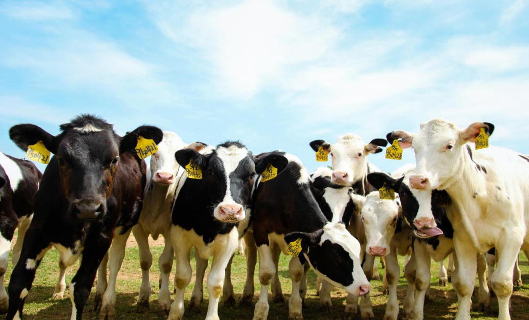 北京大学南南合作与发展学院教授、全球伙伴关系主任周咏梅一行莅临好博在线_好博在线(中国)平舆瑞亚牧业参观调研 北京大学南南合作与发展学院教授、全球伙伴关系主任周咏梅一行莅临好博在线_好博在线(中国)平舆瑞亚牧业参观调研