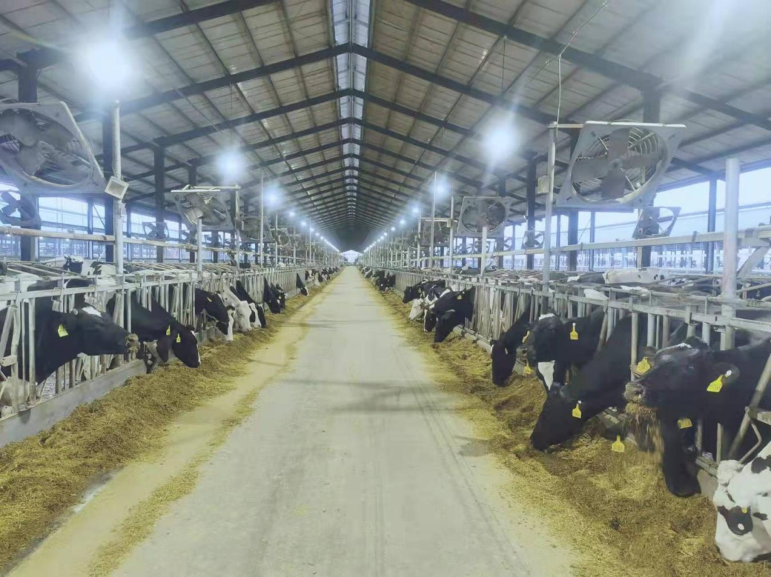 北京大学南南合作与发展学院教授、全球伙伴关系主任周咏梅一行莅临好博在线_好博在线(中国)平舆瑞亚牧业参观调研 北京大学南南合作与发展学院教授、全球伙伴关系主任周咏梅一行莅临好博在线_好博在线(中国)平舆瑞亚牧业参观调研