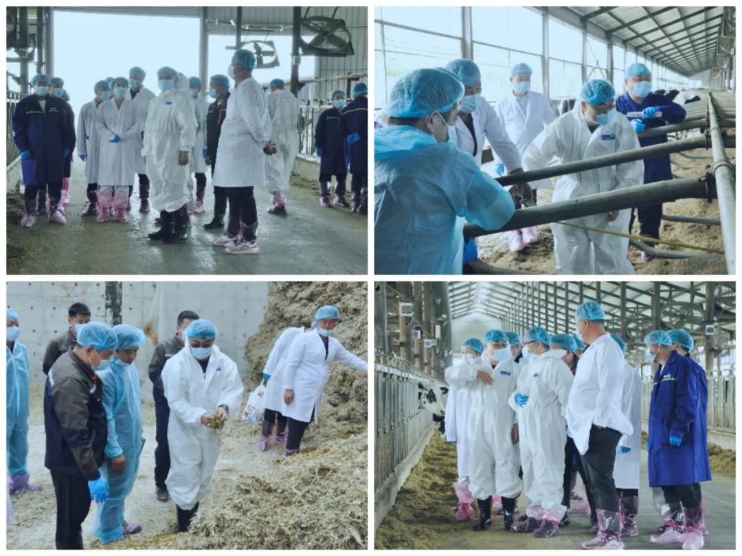 好博在线_好博在线(中国)丨国家奶牛产业技术体系首席科学家、中国农业大学教授李胜利一行莅临好博在线_好博在线(中国)鲁山瑞亚参观调研 好博在线_好博在线(中国)丨国家奶牛产业技术体系首席科学家、中国农业大学教授李胜利一行莅临好博在线_好博在线(中国)鲁山瑞亚参观调研