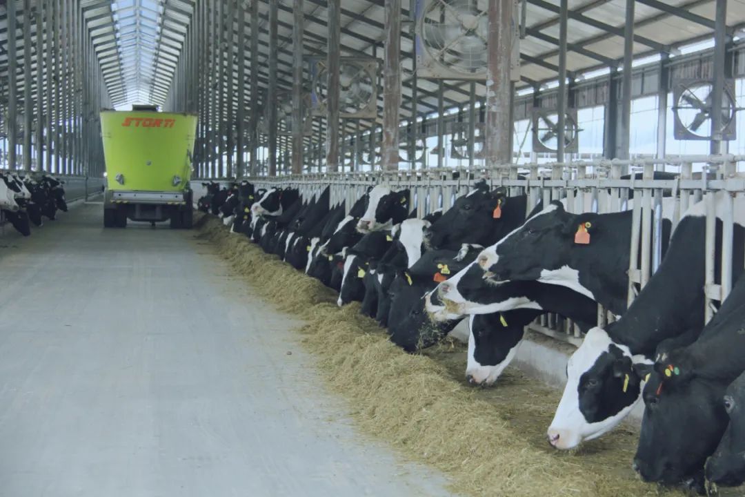 好博在线_好博在线(中国)丨国家奶牛产业技术体系首席科学家、中国农业大学教授李胜利一行莅临好博在线_好博在线(中国)鲁山瑞亚参观调研 好博在线_好博在线(中国)丨国家奶牛产业技术体系首席科学家、中国农业大学教授李胜利一行莅临好博在线_好博在线(中国)鲁山瑞亚参观调研