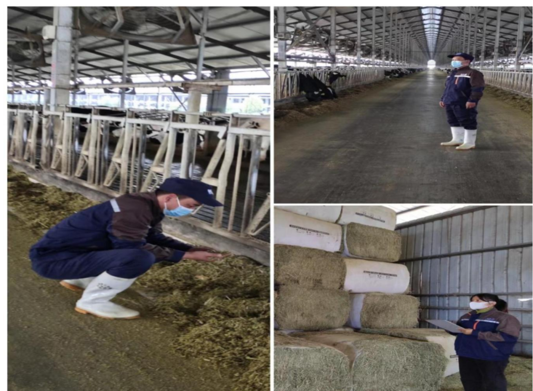 好博在线_好博在线(中国)丨点点微光汇星河——养殖事业部抗疫保生产侧记 好博在线_好博在线(中国)丨点点微光汇星河——养殖事业部抗疫保生产侧记