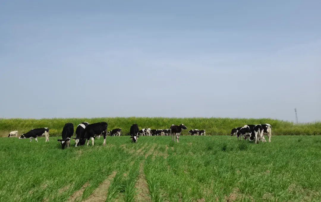 继往开来 · 再创辉煌 | 好博在线_好博在线(中国)乳业集团召开9月营销、养殖及饲料月度经营工作会议 继往开来 · 再创辉煌 | 好博在线_好博在线(中国)乳业集团召开9月营销、养殖及饲料月度经营工作会议