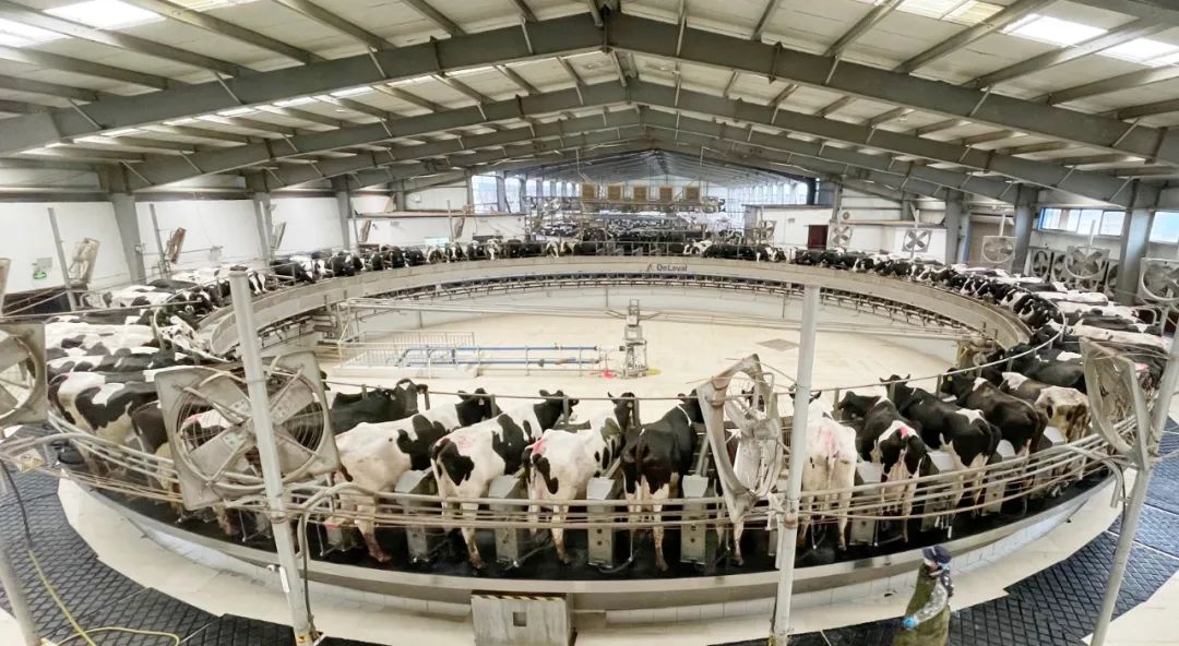 凝心聚力·赢创未来 | 好博在线_好博在线（中国）乳业集团召开营销、养殖及饲料经营工作会议