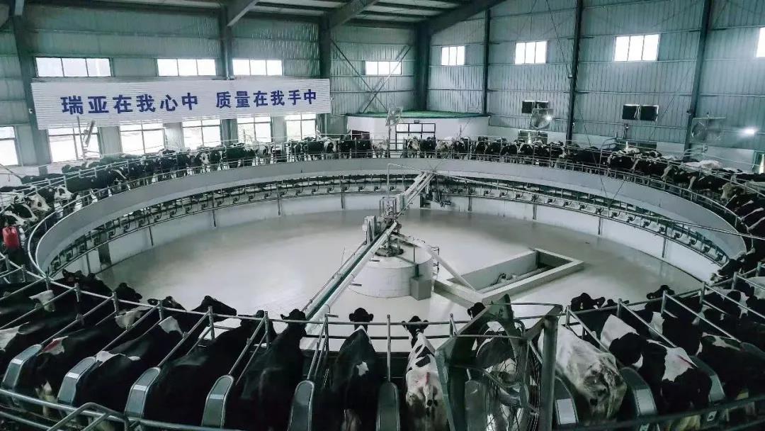 快讯 | 驻马店市委副书记、市长李跃勇一行莅临好博在线_好博在线（中国）乳业集团平舆瑞亚牧场调研