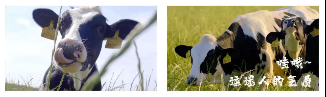 荣誉 | 2019年度河南省美丽牧场名单新鲜出炉 好博在线_好博在线（中国）乳业集团旗下六个牧场榜上有名