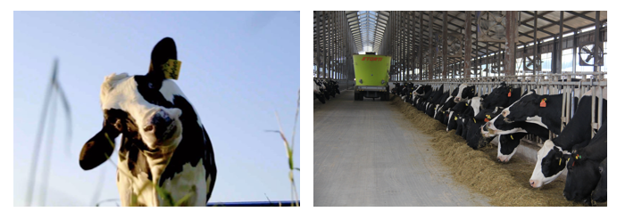 荣誉 | 2019年度河南省美丽牧场名单新鲜出炉 好博在线_好博在线（中国）乳业集团旗下六个牧场榜上有名