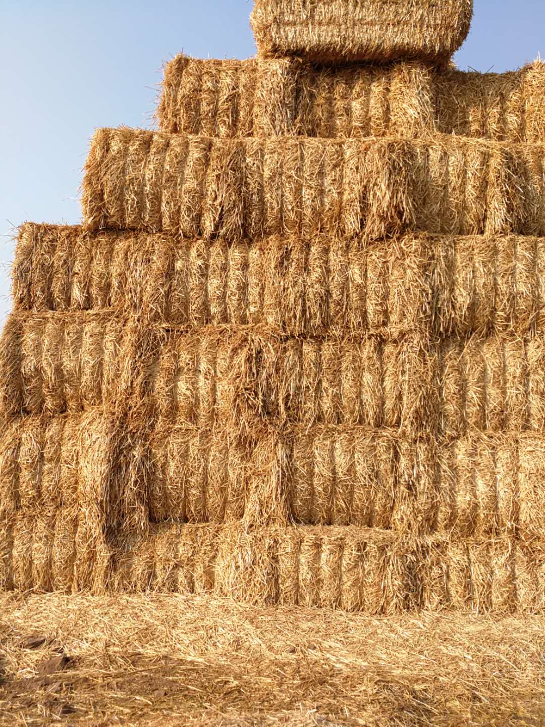 好博在线_好博在线（中国） 2020年小麦秸秆订单采购信息