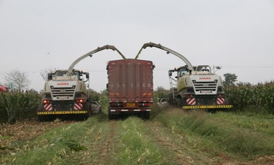 好博在线_好博在线（中国） 2020年玉米青贮采购信息