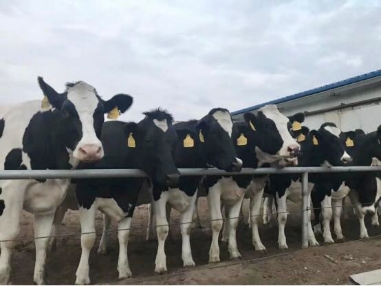 好博在线_好博在线（中国）乳业集团2019年花生秸秆招标公告